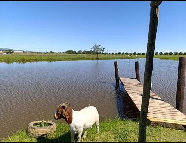 FARM FOR SALE IN KLIPVIEW